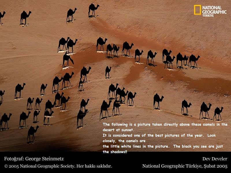 Camels: National Geographic