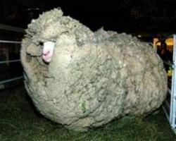 Unshorn Sheep