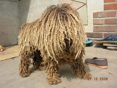 Hairy Dog