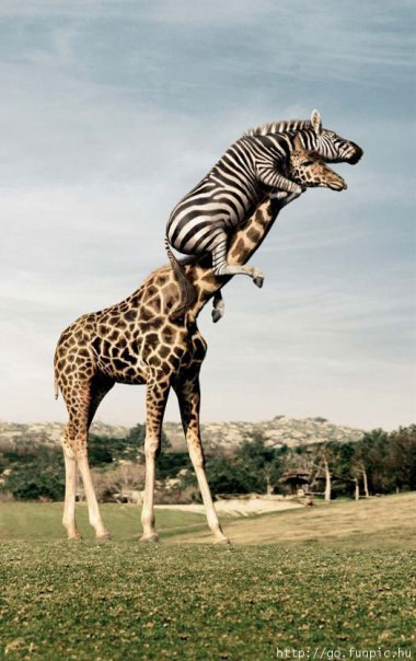 Zebra and Giraffe