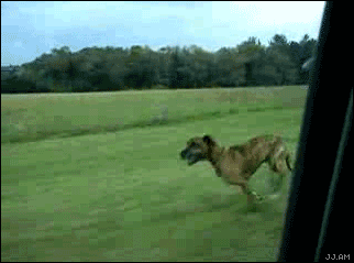 Stupid Dog Runs After Train