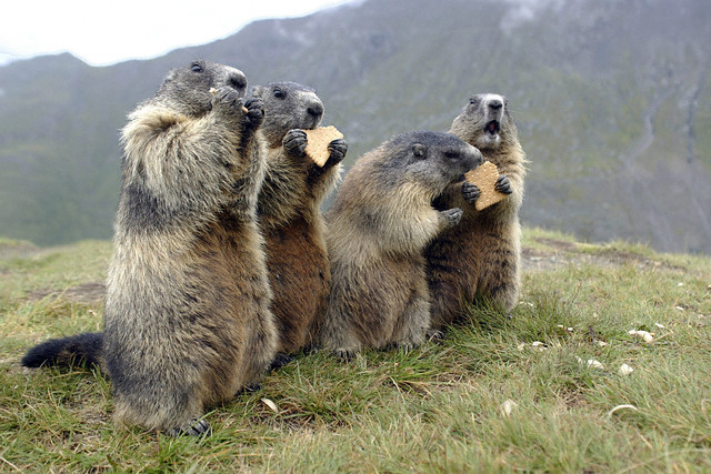 Austria - Animals - Alpine Marmots