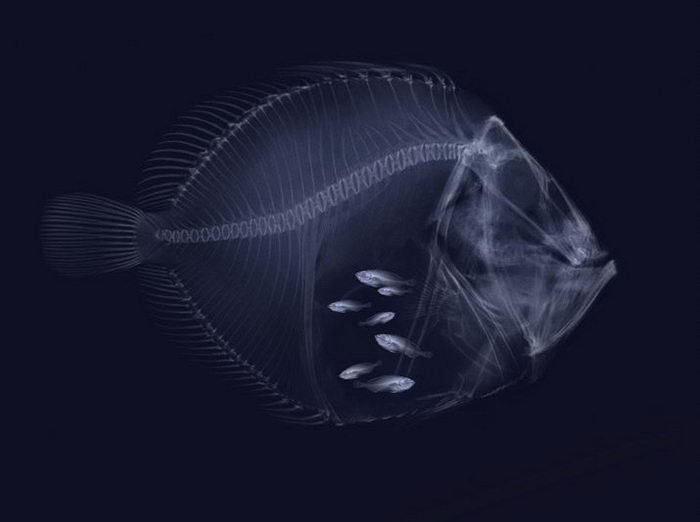 Fish Xray