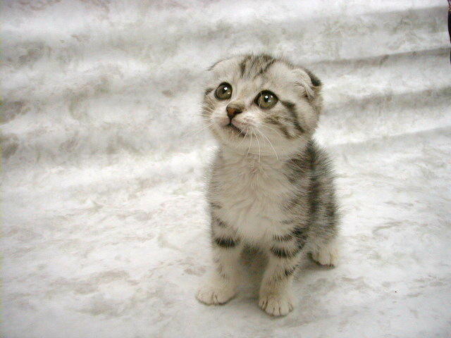 cute_kitty