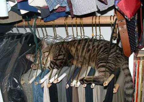 hangerkitty